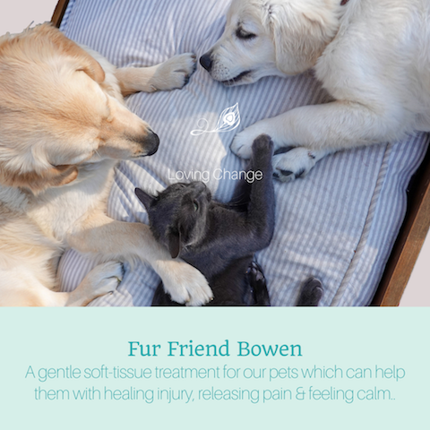 Fur Friend Bowen copy